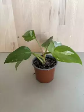Philodendron White Princess