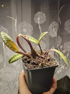 Ledebouria socialis č. 1