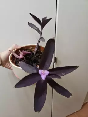 Tradescantia Pallida - řízky v zemině ze zakořeňovačem bez květináče