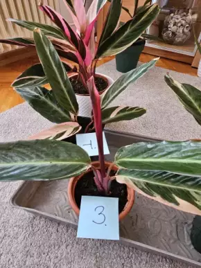 Calathea "Triostar" č. 3