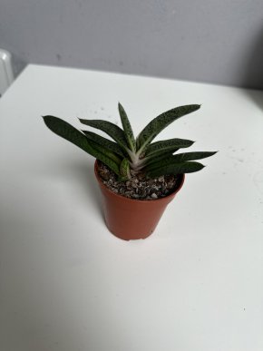 Gasteria maculata