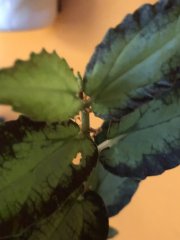 IMG_6461.jpeg