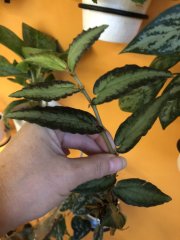 IMG_6460.jpeg