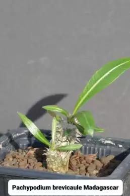 Pachypodium set horombense, brevicaule, lamerei