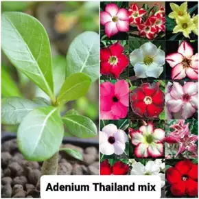 Thajské kultivary Adenium obesum 6ks