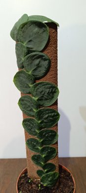 Rhaphidophora korthalsii /celatocaulis/ 2