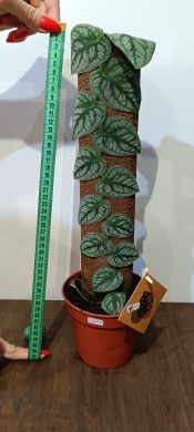 Monstera Dubia / 1