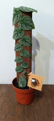 Monstera Dubia / 2