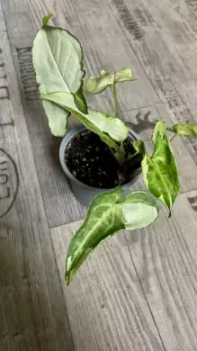Syngonium Three Kings