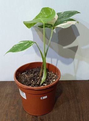 Monstera Albo Variegata 2 a