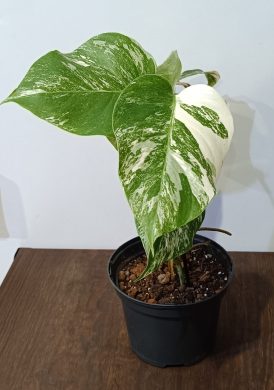 Monstera Albo Variegata 2