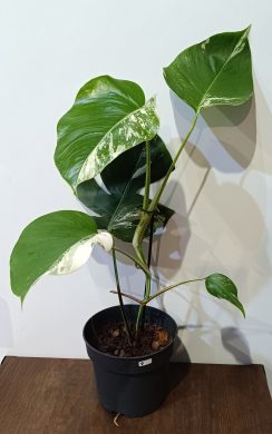 Monstera Albo Variegata 4