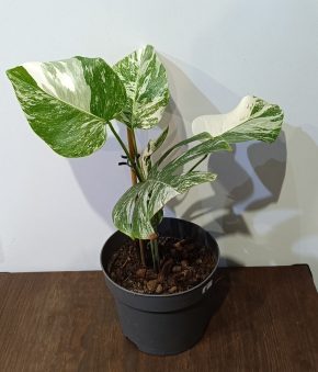 Monstera Albo Variegata 6