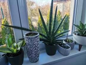 Sansevieria Tiara Platinum