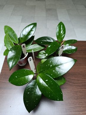Hoya Carnosa