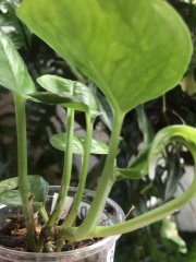 IMG_6563.jpeg