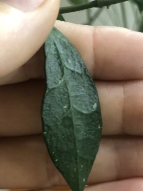 Hoya Lacunosa sp. Malaysia - čerstvý řizek .