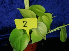 Philodendron hederaceum Lemon lime - svítivě žlutý