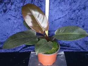 Philodendron red back