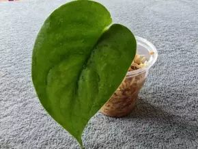 Scindapsus blue Albo revert?