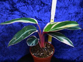 Calathea triostar (Stromente) Nádherná trojbarevná nenáročná kráska