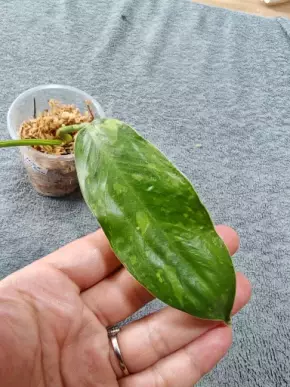 Philodendron José buono