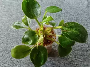 Philodendron birkin