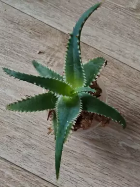 Aloe
