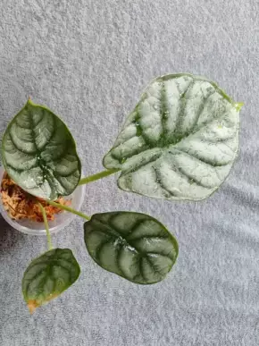 Alocasia silver dragon