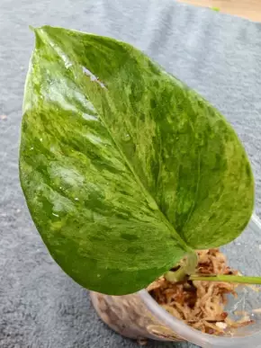 Epipremnum marble queen