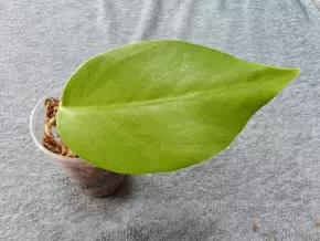 Monstera deliciosa
