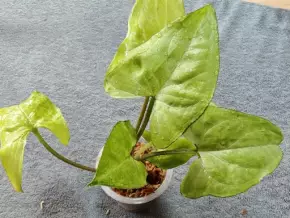 Syngonium nguengi laima