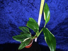 Monstera Standleyana variegata (Cobra) Half moon - šplhavá kráska