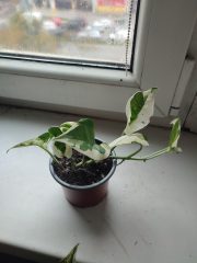 IMG_20241105_083628.jpg