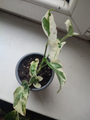 IMG_20241105_083633.jpg