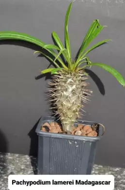 ,,Madagaskarská palma"