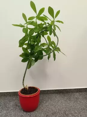 Synadenium grantii