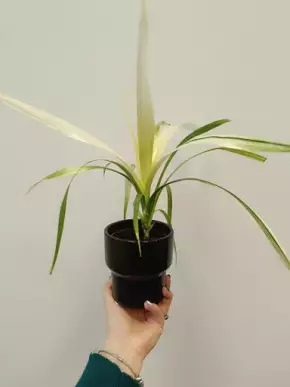 Pandanus krásně melírovaný
