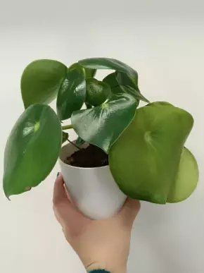 Peperomia raindrop