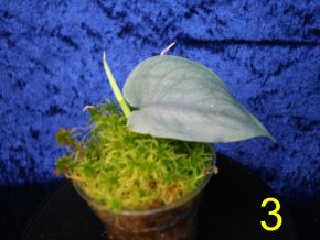 Scindapsus Platinum Thai form - stříbrný krasavec