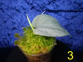 Scindapsus Platinum Thai form - stříbrný krasavec