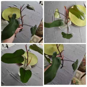 Philodendron Red emerald