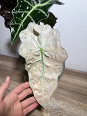 IMG_1144.jpeg