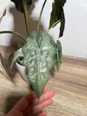 IMG_1145.jpeg
