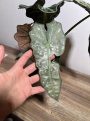 IMG_1146.jpeg