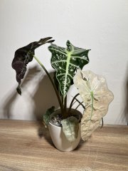 IMG_1150.jpeg