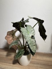 IMG_1151.jpeg