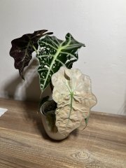 IMG_1153.jpeg