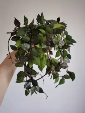 Hoya krohniana 'Black leaves'