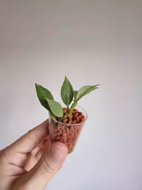 Hoya lacunosa 'Mint'